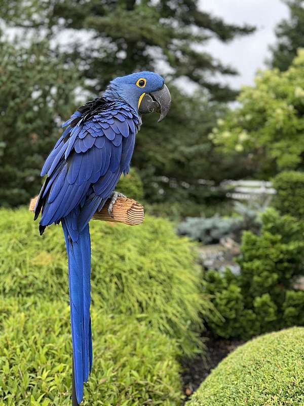 hyacinth-macaw-for-sale-in-bethany-ct