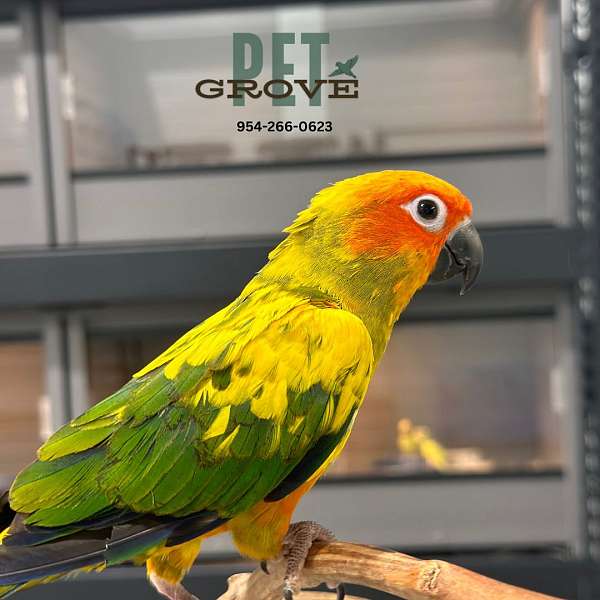 sun-conure-for-sale