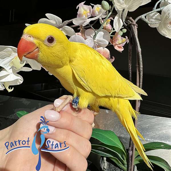 ringneck-parakeet-for-sale