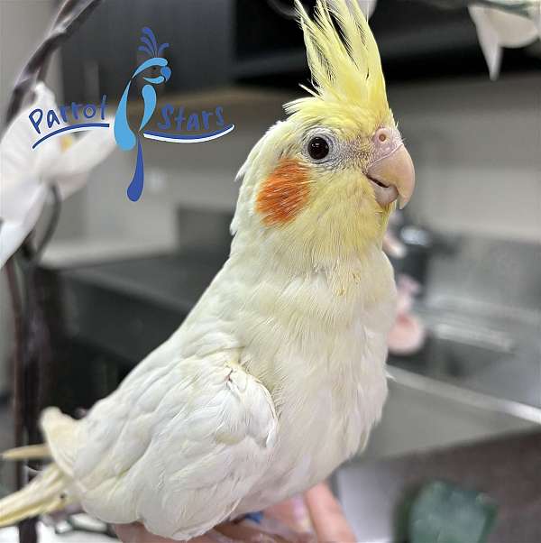 cockatiel-for-sale