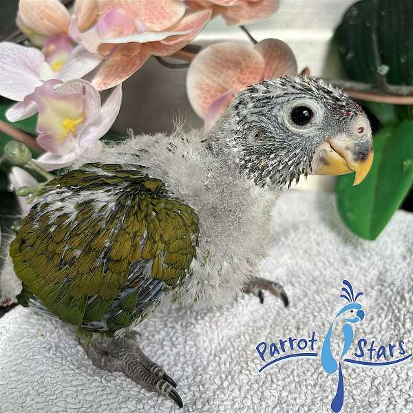 pionus-parrots-for-sale