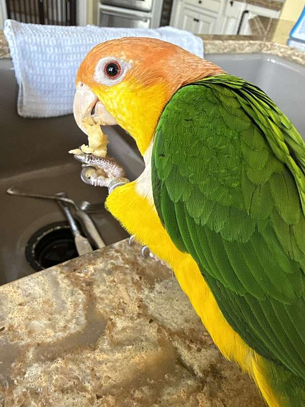 caique-for-sale-in-evansville-in