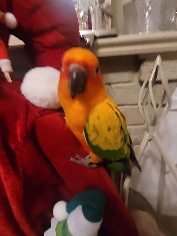 conure-for-sale-in-solvay-ny