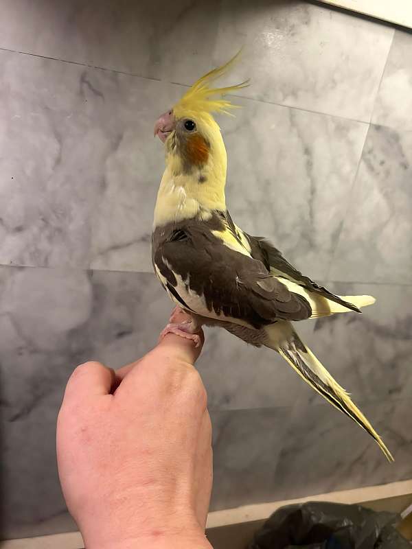 cockatiel-for-sale