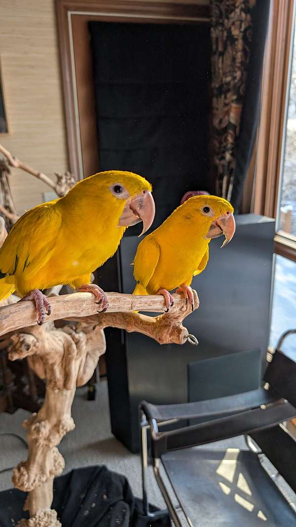 conure-for-sale-in-shawnee-ks