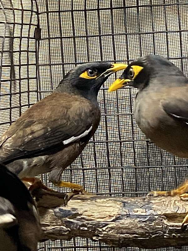 mynah-for-sale