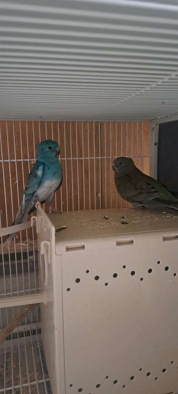 red-rumped-parakeet-for-sale-in-danville-pa