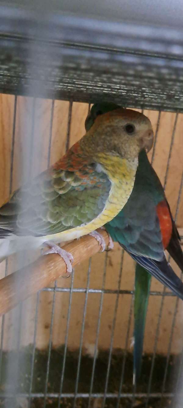 parakeet-for-sale-in-danville-pa