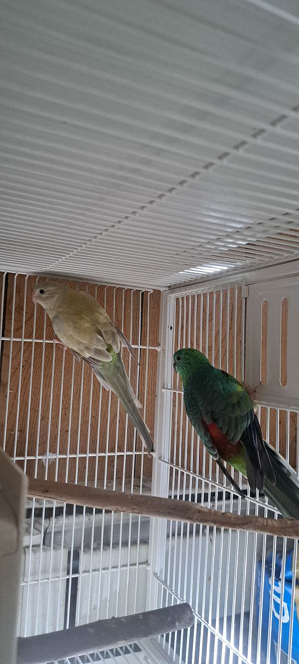 bonded-pair-bird-for-sale-in-danville-pa