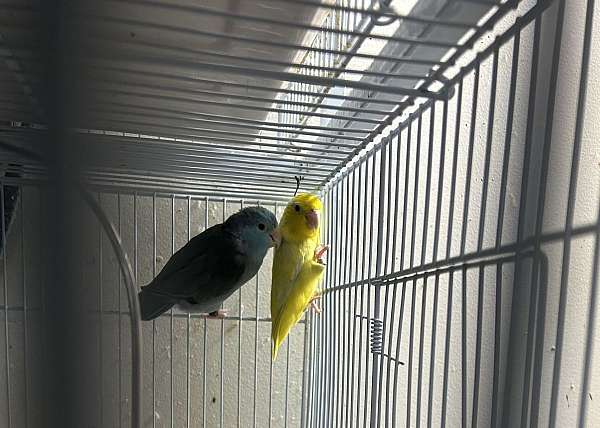 parrotlet-for-sale