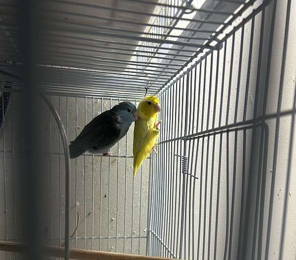 parrotlet-for-sale-in-layton-ut