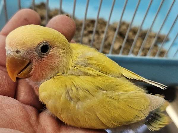 lovebird-for-sale