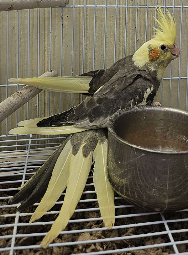 cockatiel-for-sale