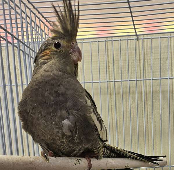 cockatiel-for-sale