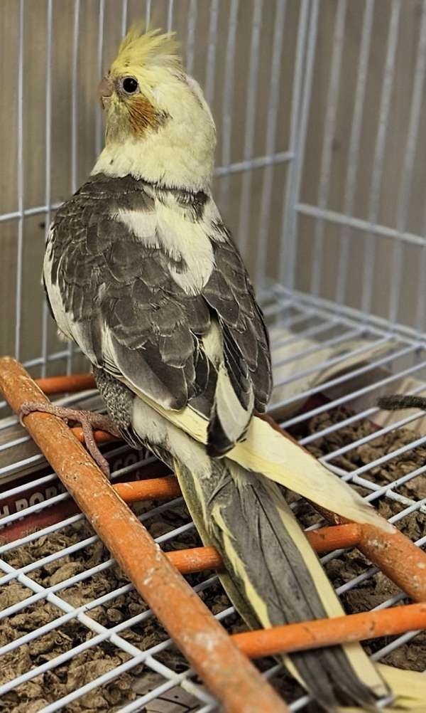 cockatiel-for-sale