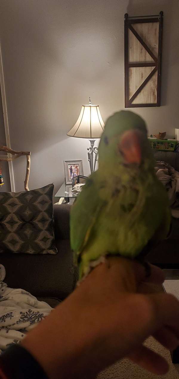 ringneck-parakeet-for-sale-in-greenwood-ar