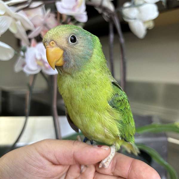 plum-head-parakeet-for-sale