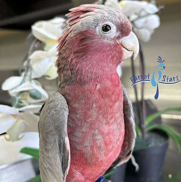 rose-breasted-cockatoo-for-sale