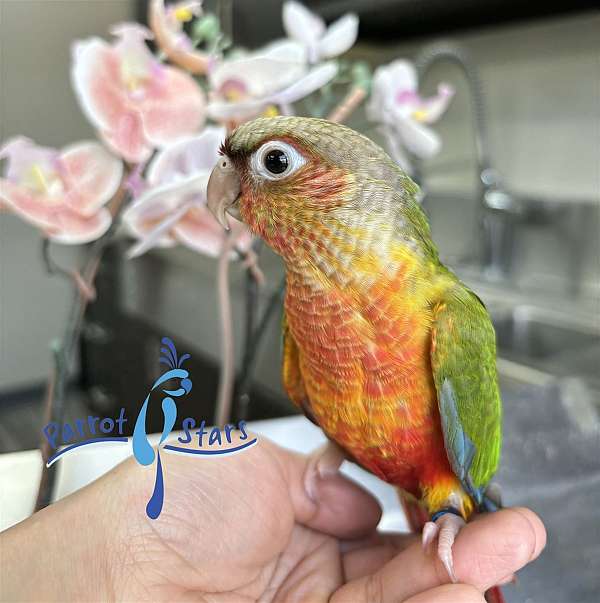 green-cheek-conure-for-sale