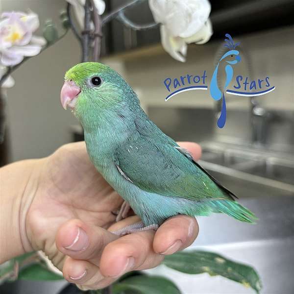 pacific-parrotlet-for-sale