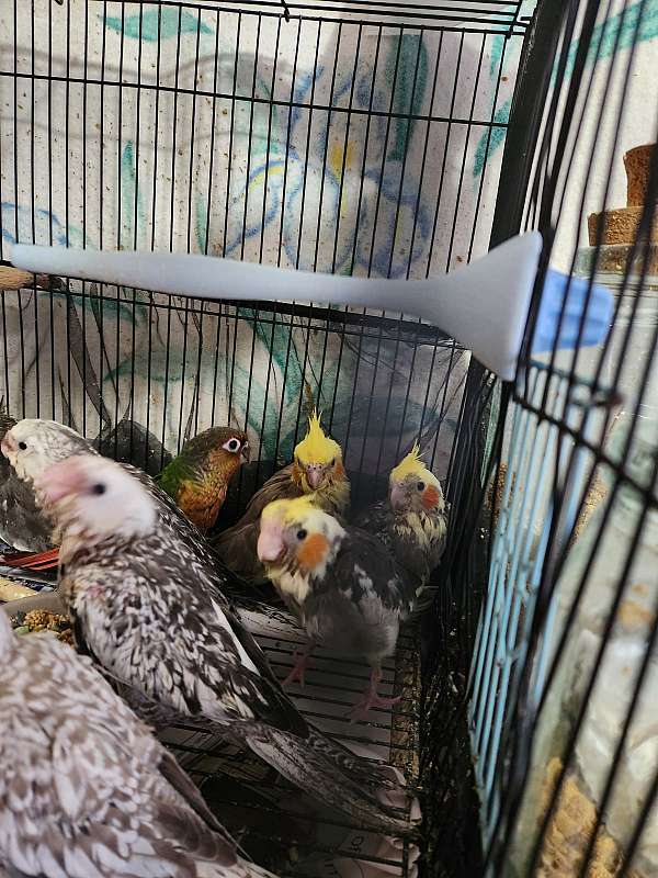 cockatiel-for-sale