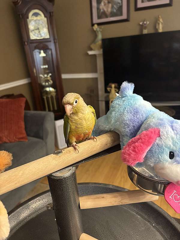 conure-for-sale-in-shiremanstown-pa