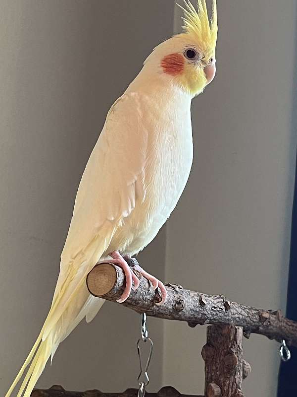 cockatiel-for-sale-in-parma-oh