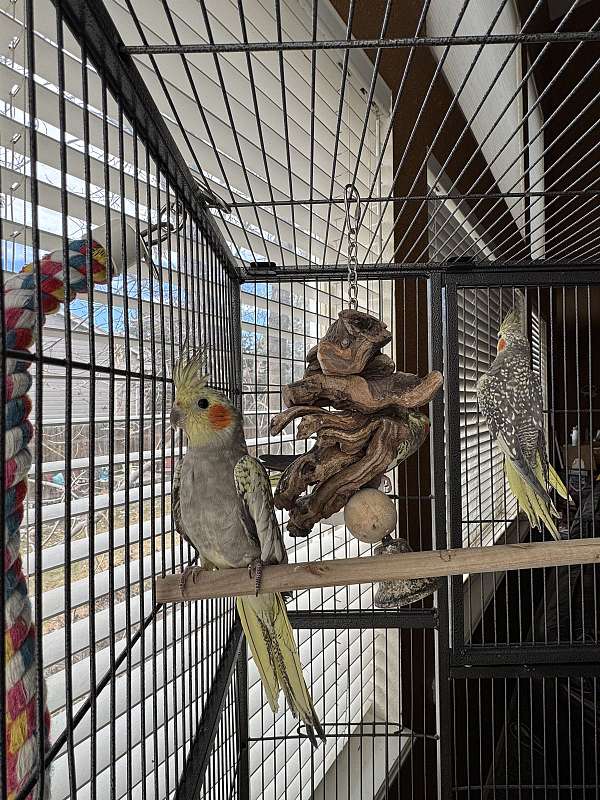 cockatiel-for-sale