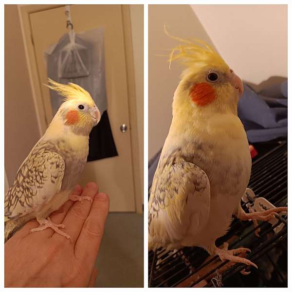 cockatiel-for-sale-in-angola-in