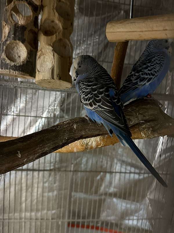 budgerigar-parakeet-for-sale