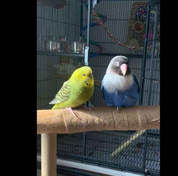 parakeet-for-sale-in-mechanicsburg-pa