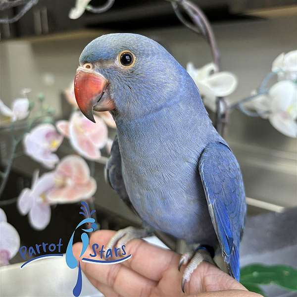 ringneck-parakeet-for-sale