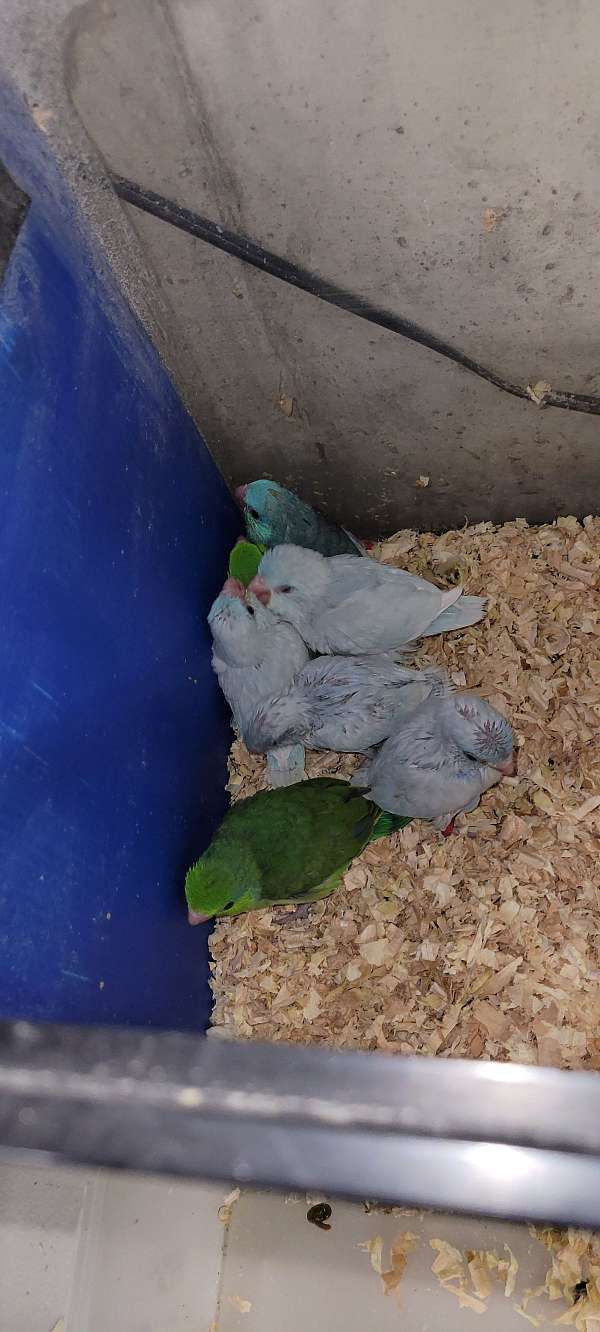 parrotlet-for-sale