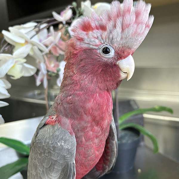 rose-breasted-cockatoo-for-sale