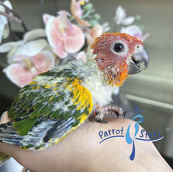 sun-conure-for-sale