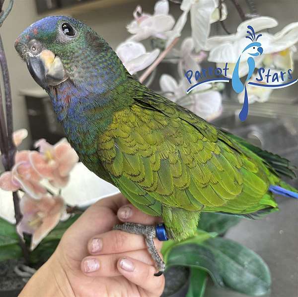 blue-headed-pionus-parrots-for-sale