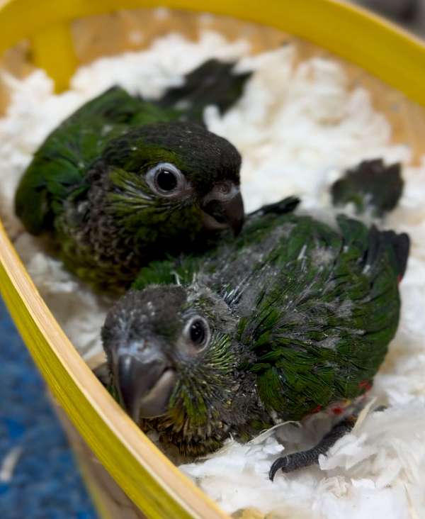 black-capped-conure-for-sale-in-longwood-fl