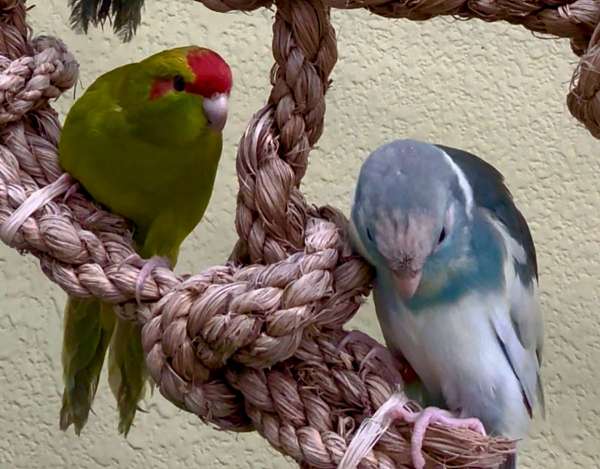 parakeet-for-sale-in-longwood-fl