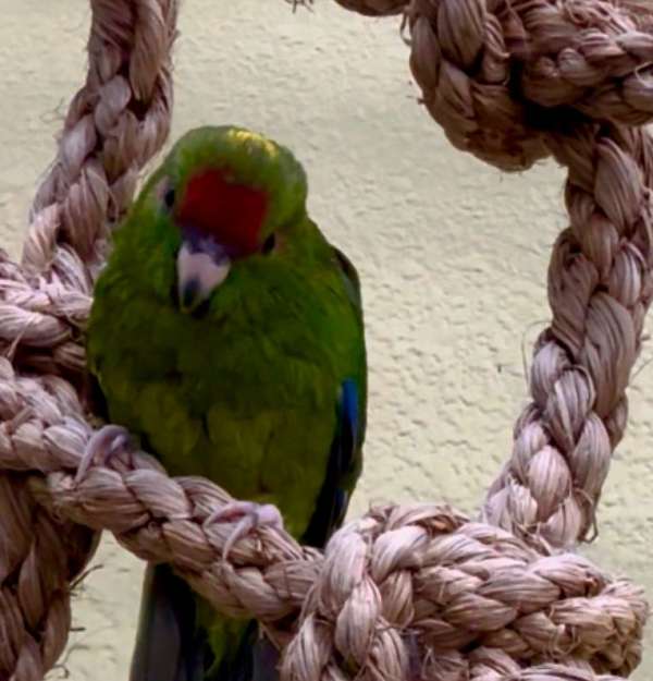 cinnamon-bird-for-sale-in-longwood-fl