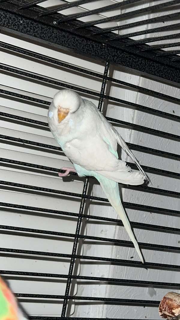 parakeet-for-sale