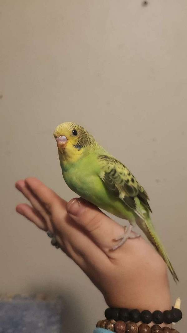 parakeet-for-sale