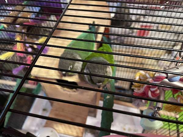 conure-for-sale