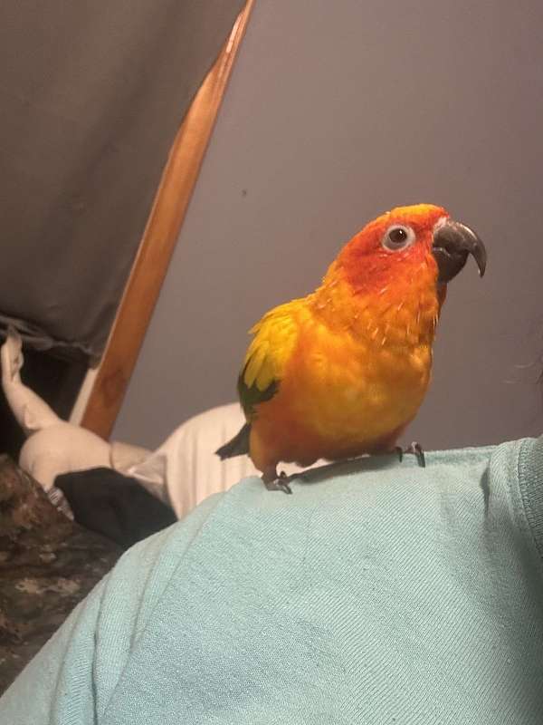 sun-conure-for-sale-in-spruce-pine-nc