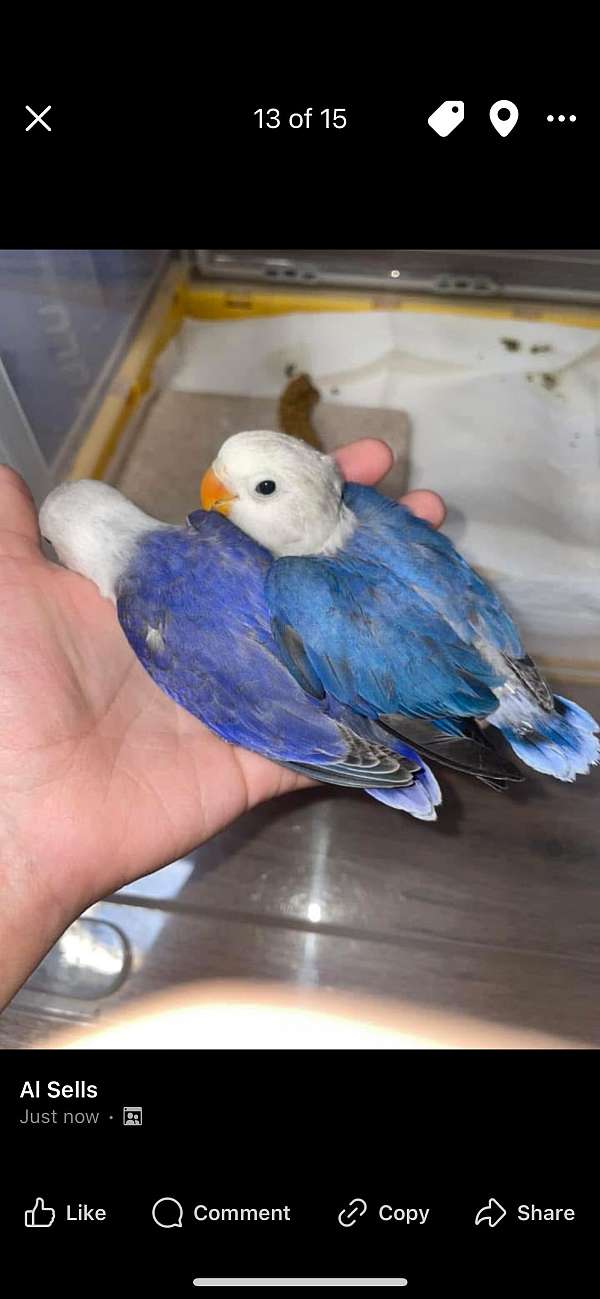 fischers-lovebird-for-sale-in-phoenix-az