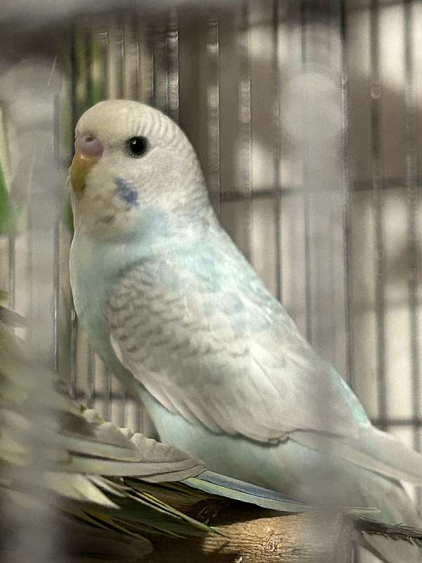 parakeet-for-sale-in-orrville-oh