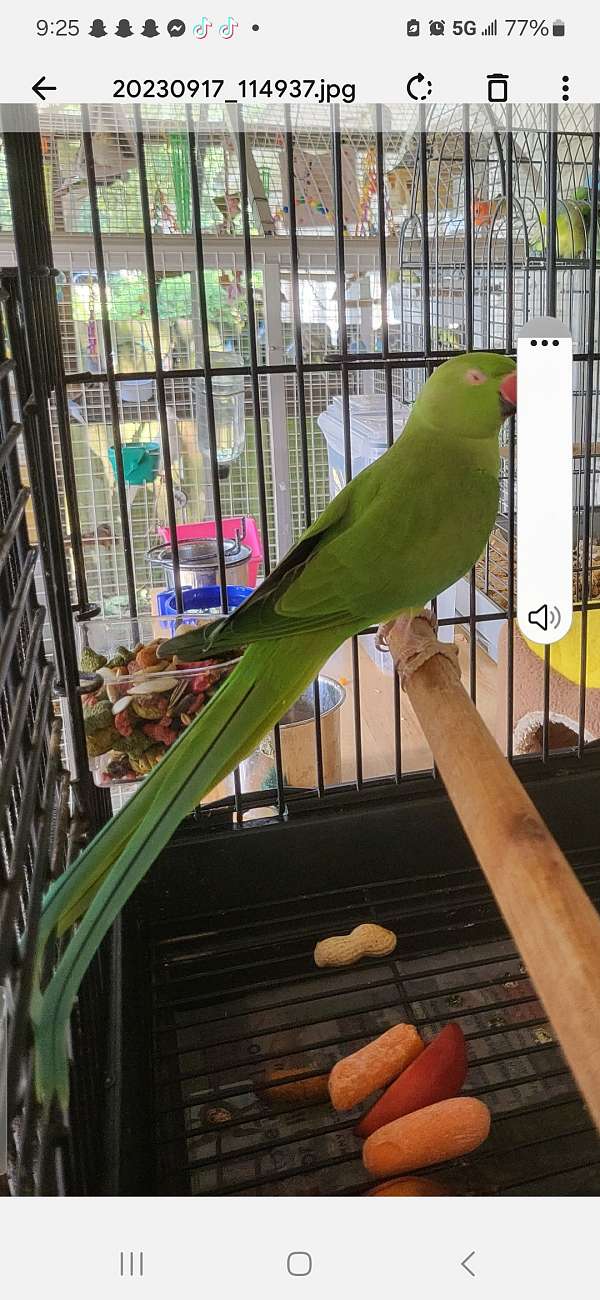 parakeet-for-sale