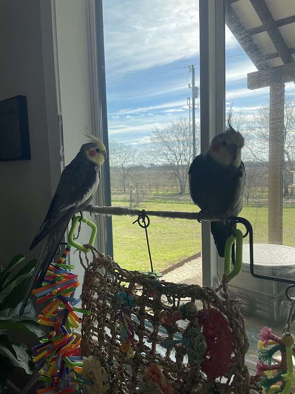 cockatiel-for-sale