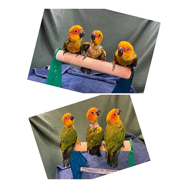 sun-conure-for-sale