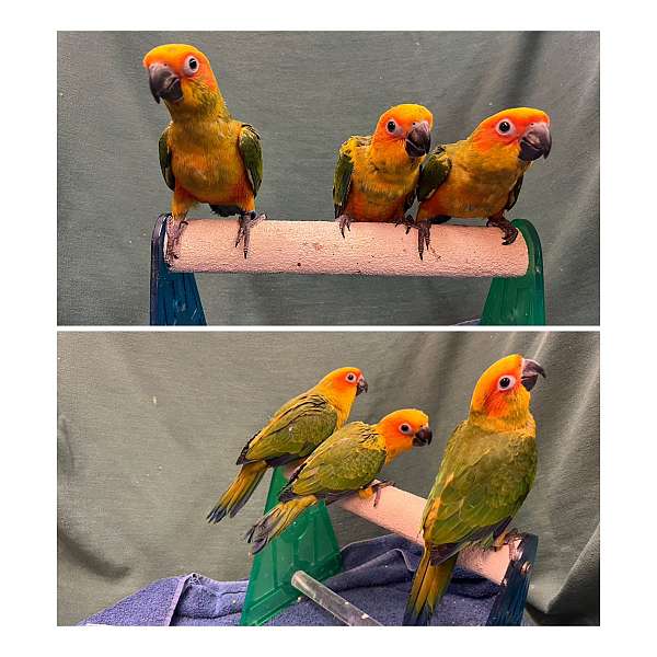 sun-conure-for-sale