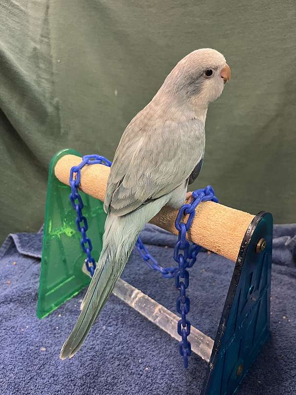 blue-opaline-bird-for-sale-in-dundee-fl